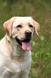 LABRADOR 1229